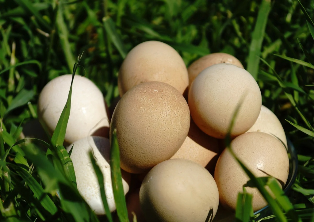  Яйца цесарки 10 шт